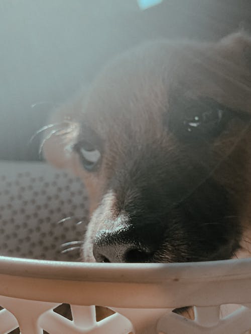 Cute dog sitting in basket