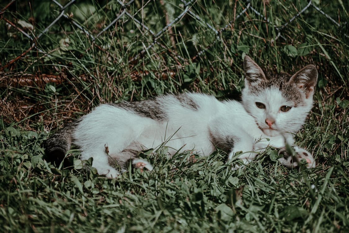 가정의, 간, 고양이의 무료 스톡 사진