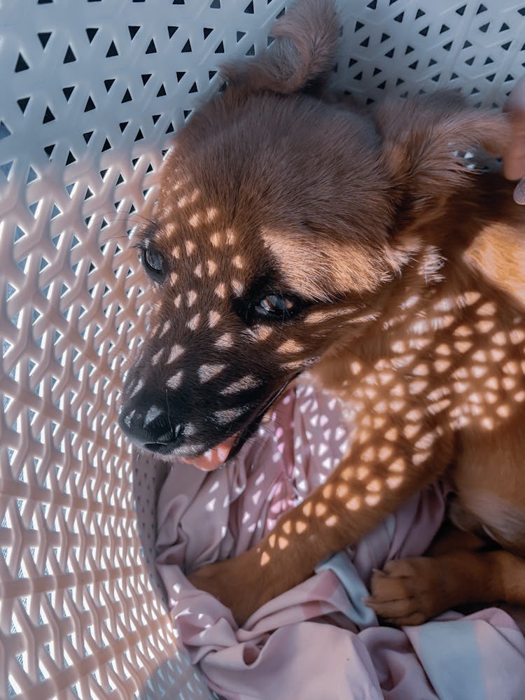 Cute Dog Lying In Basket