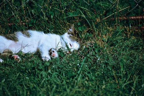 Cute cat sleeping on bright green meadow