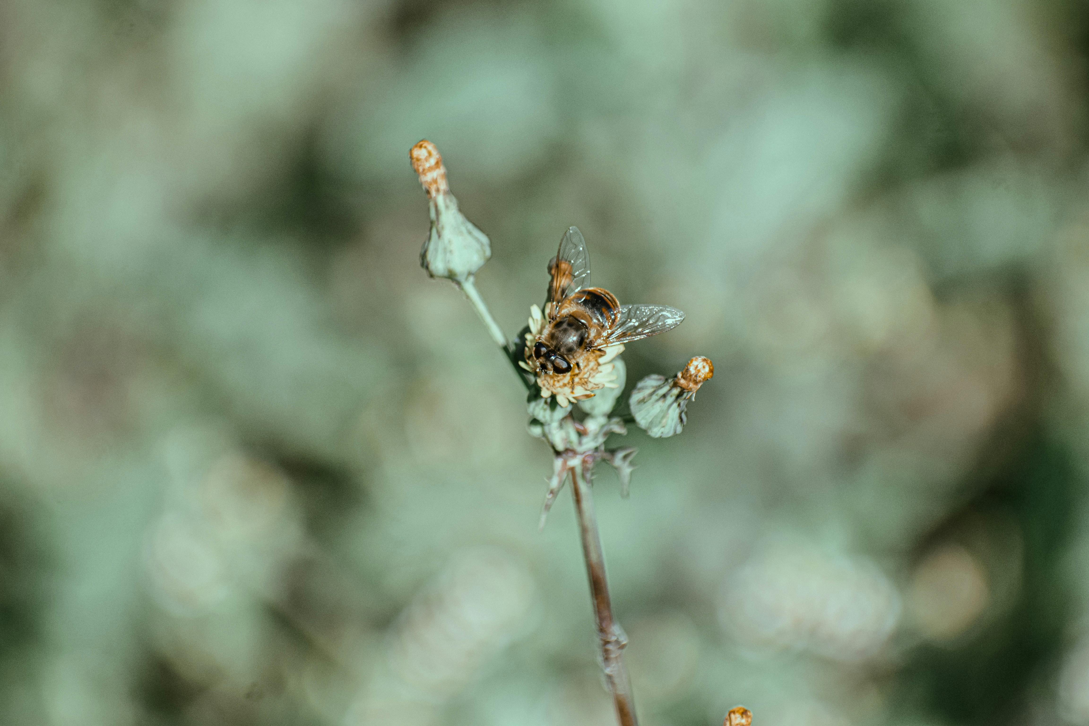 bee feeding pollen on blooming flower in park