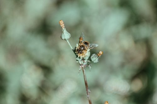 Free Closeup of insect with big eyes and wings eating pollen on blossoming flower on thin stem in summer garden Stock Photo