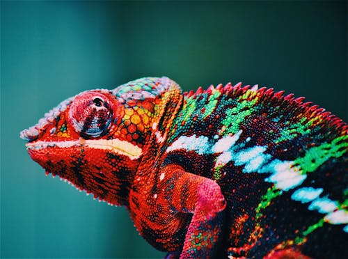 Fotobanka s bezplatnými fotkami na tému biológia, chameleón, divočina