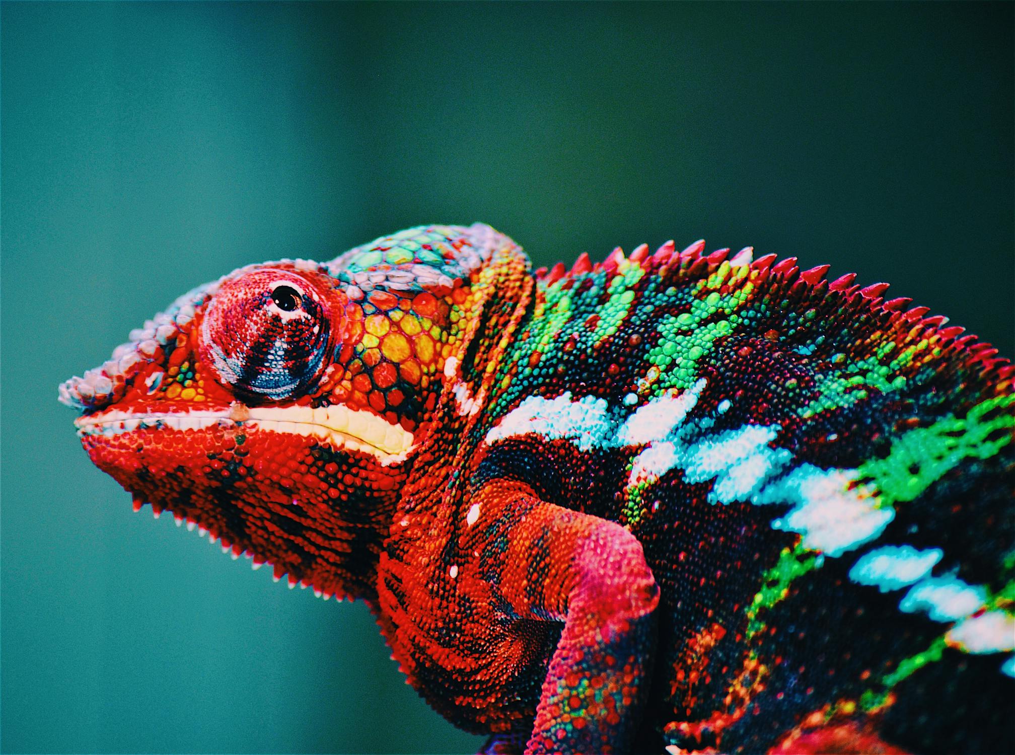 Red Chameleon · Free Stock Photo