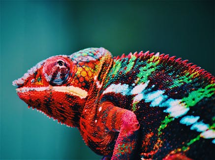 Red Chameleon - ph. George Lebada - pexels.com!