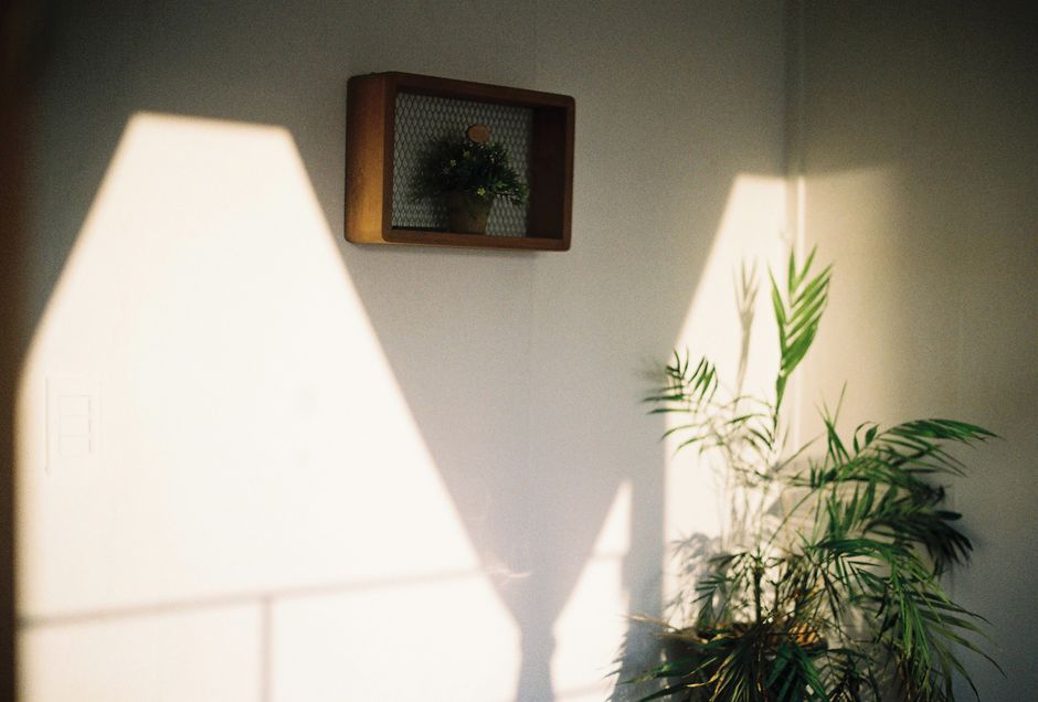 Peaceful indoor scene with plant shadows on a sunlit wall, perfect for home decor inspiration.