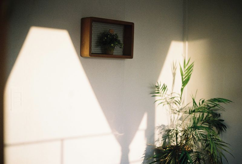 Warm sunlight casting plant shadows on a white wall - a quiet, grounding moment