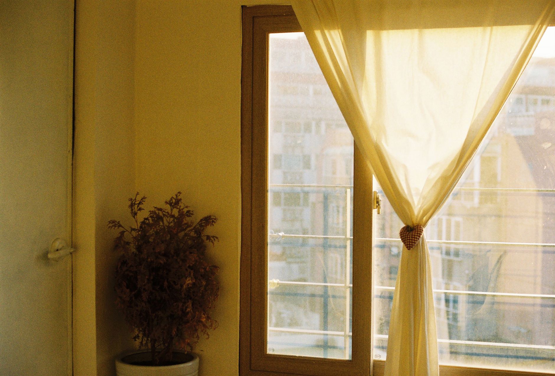 Warm sunlight filters through curtains over a window with an indoor plant, creating a cozy atmosphere.