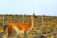 A guanaco roaming freely in a vibrant South American landscape during the day.