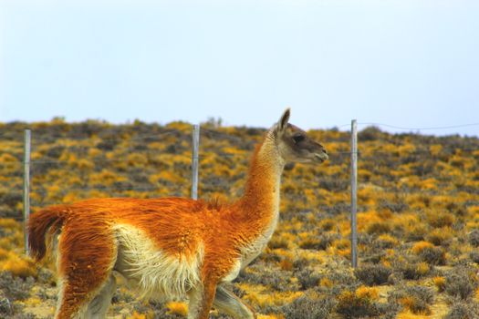 A guanaco roaming freely in a vibrant South American landscape during the day.