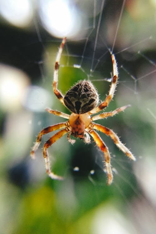 Cross spider from kingdom of animals and type of arthropods hanging on cobweb in wildlife
