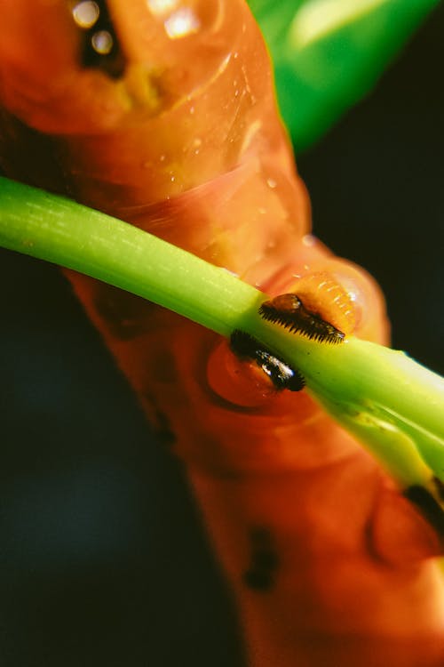 Gratis lagerfoto af biologi, blad, detalje