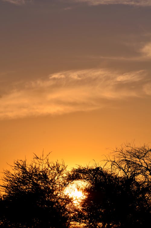 Безкоштовне стокове фото на тему «гілки дерев, Захід сонця, золота година» стокове фото