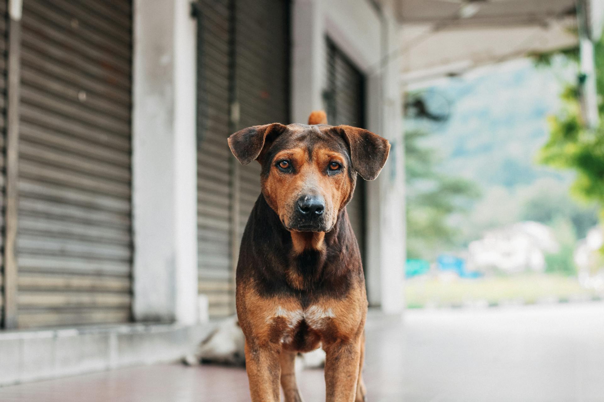 Calm obedient mongrel dog standing on town street and looking at camera on sunny day