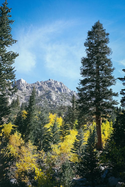 Green Pine Trees Near Mountain Range