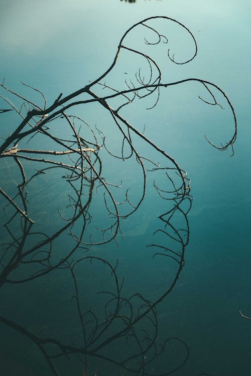 From above of leafless tree with thin curved twigs growing against green ocean in fog