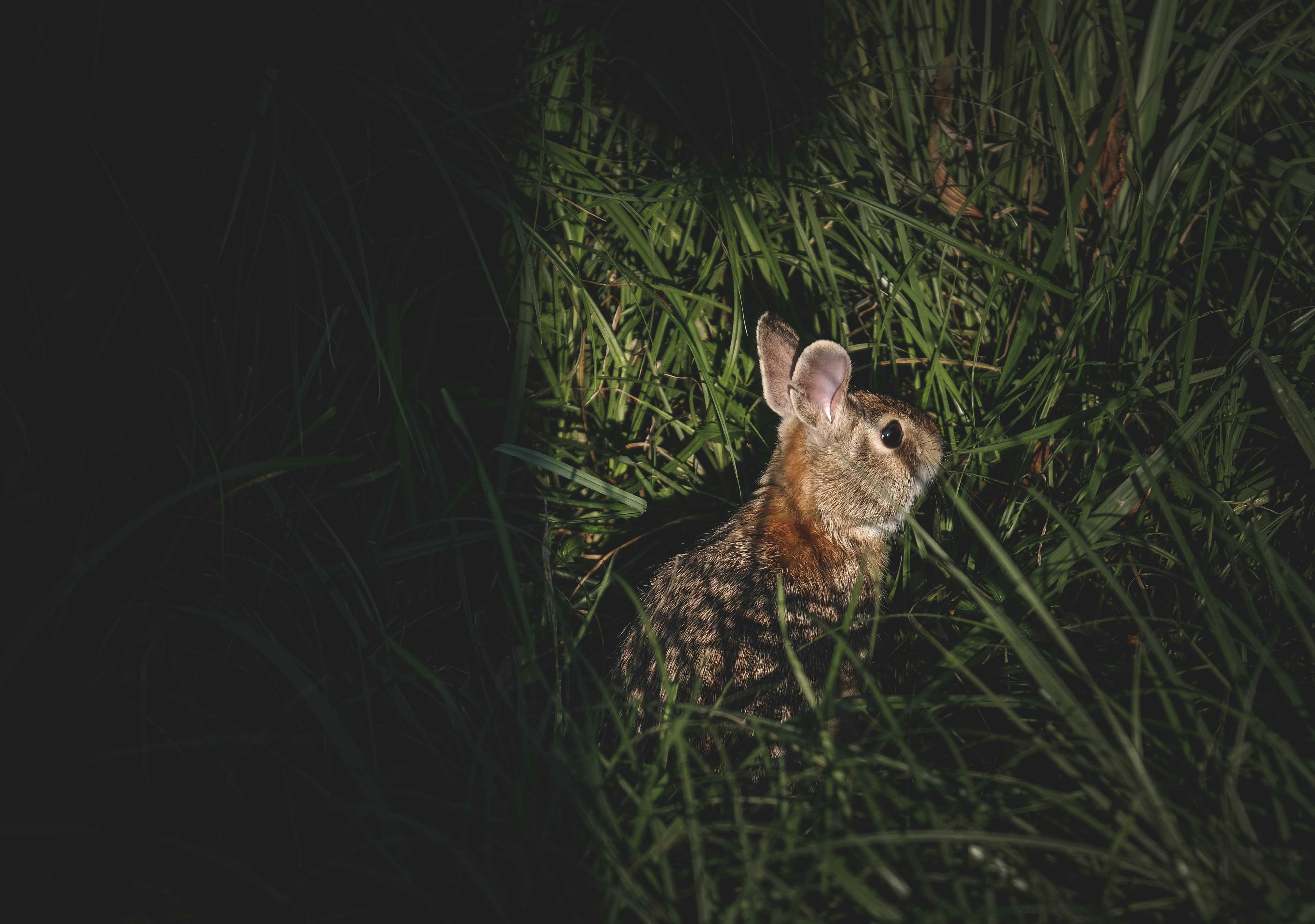 wild hare sitting in green grass