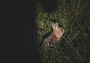 Cute little gray fluffy rabbit sitting in tall green grass in nature at night