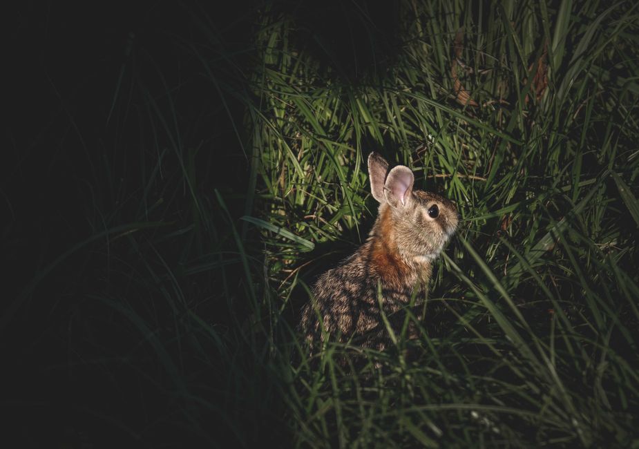 The Night of the Rabbit deal at Nintendo