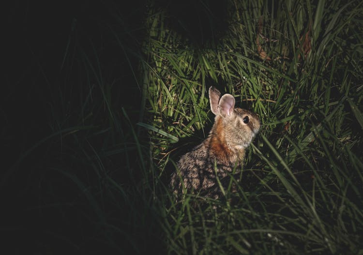 Wild Hare Sitting In Green Grass