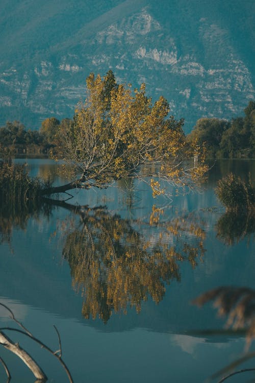 Fotobanka s bezplatnými fotkami na tému buš, čerstvý, divý