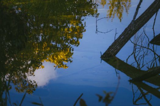 Green lush foliage and dry tree branches reflected in calm lake water under blue cloudy sky