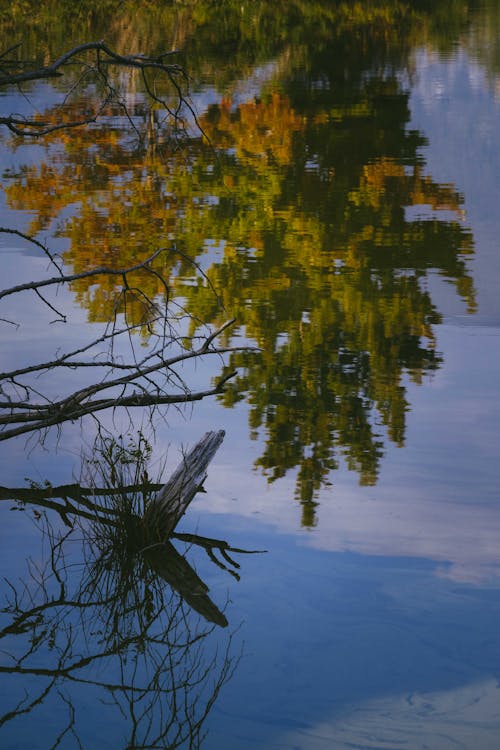 Colorful autumnal foliage and dry tree branches reflected in calm water of lake in daylight with blue cloudy sky