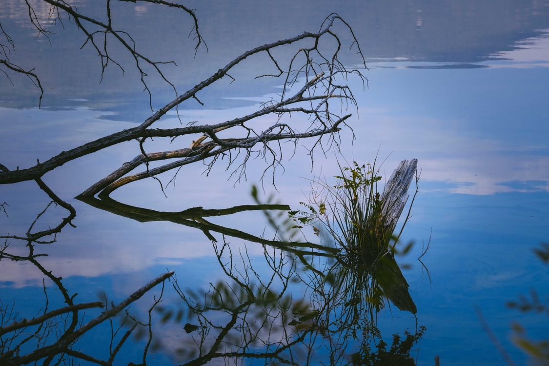 Calm lake reflecting tree branches and sky · Free Stock Photo