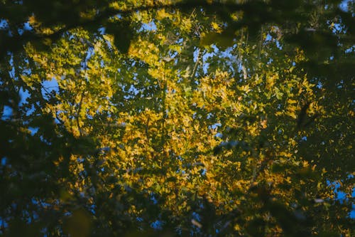 From below of branches of trees with lush yellow and green leaves against blue sky in sunny autumn day