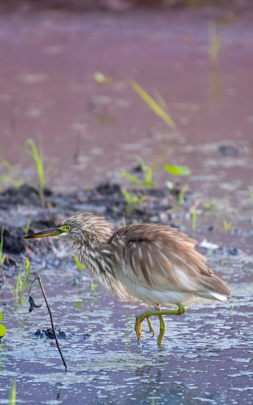 Side view of long legged bird with sharp beak standing in water of pond in marshland