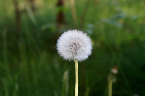 Free Dandelion Flower Stock Photo