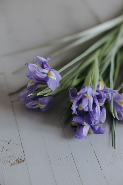 A delicate arrangement of purple iris flowers in a soft, pastel setting.