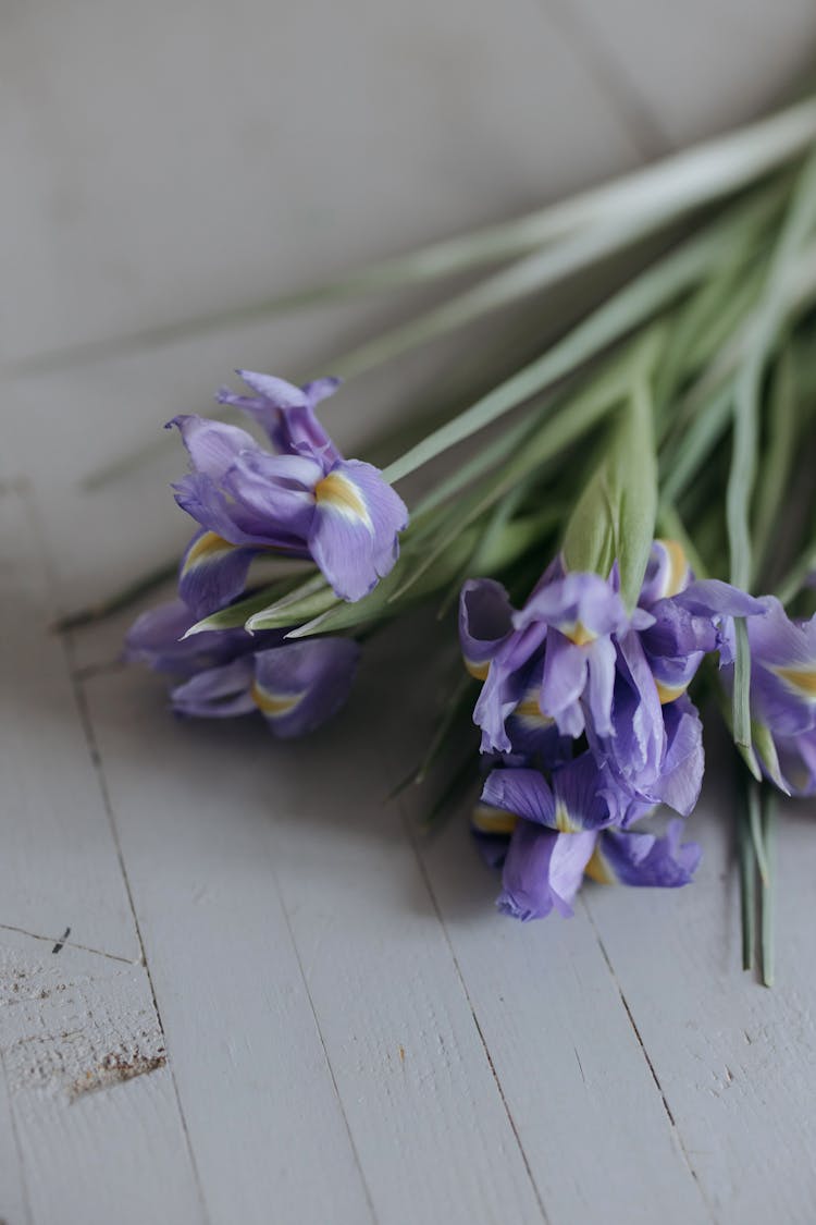 A Purple Iris Flowers In Full Bloom