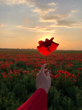 A hand holds a bright red poppy in a lush field of flowers during sunset, capturing the essence of nature's beauty.