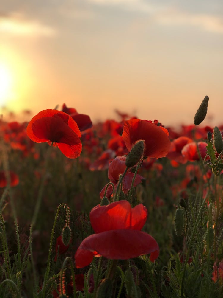 Beautiful Red Flowers On The Field