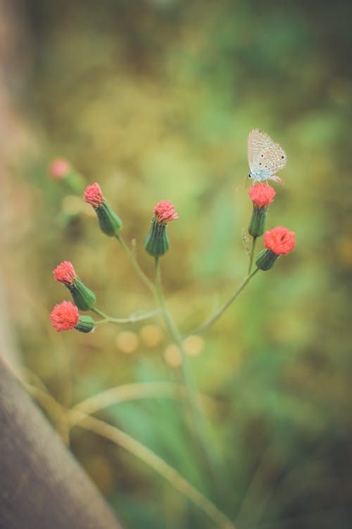 Selective Focus Photography Pink and White Petaled Flowers