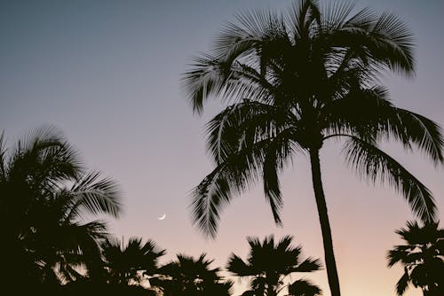 From below of silhouettes of tall tropical palm trees against colorful cloudless sky with moon