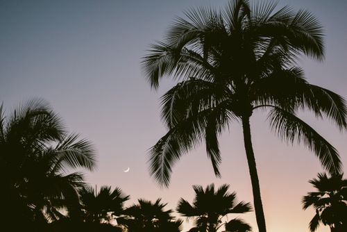 Free From below of silhouettes of tall tropical palm trees against colorful cloudless sky with moon Stock Photo