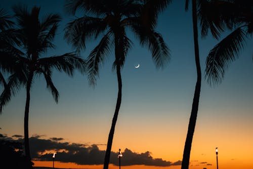 Silhouettes of tall exotic palms growing under bright colorful sundown in sky with clouds and moon