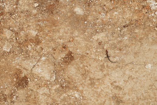 From above of textured background of rough sandy surface with cracks and lonely lizard