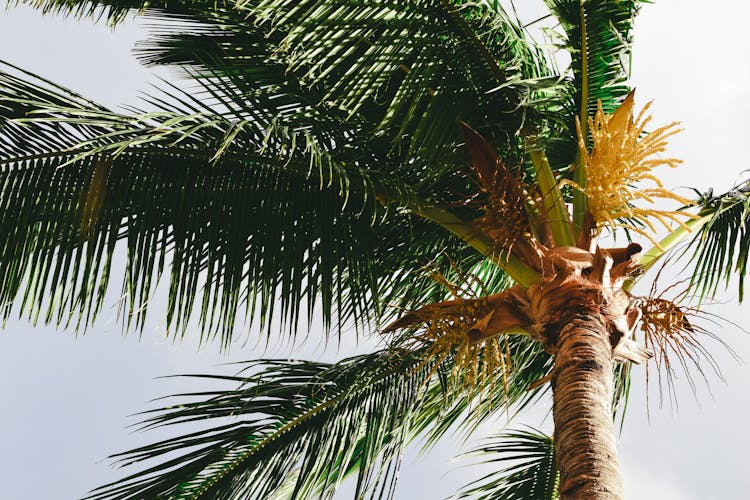 Exotic Palm Tree In Summer Day