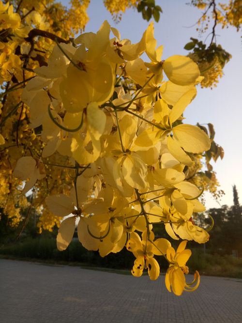Free Beautiful golden shower tree (Cassia fistula) with yellow blossoms captured during sunset in Rawalpindi, Pakistan. Stock Photo