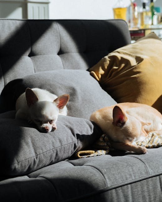 Small white and beige dogs with smooth fur coats sleeping on sofa in bright cozy living room