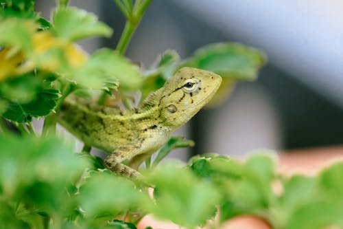 Side view of small lizard with thick skin and tiny round eyes looking ahead on branch with vibrant green leaves on blurred background