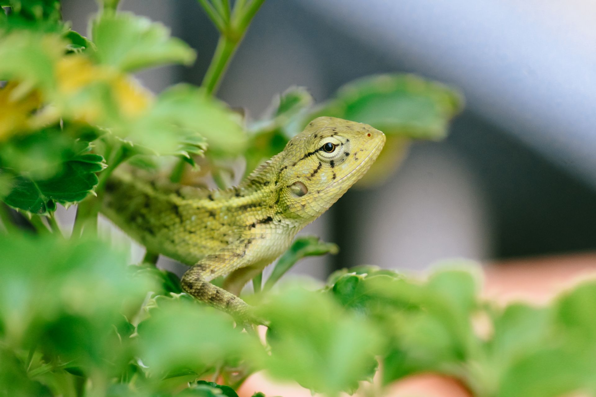 Side view of small lizard with thick skin and tiny round eyes looking ahead on branch with vibrant green leaves on blurred background