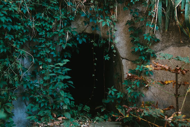 Stone Cave In Green Forest