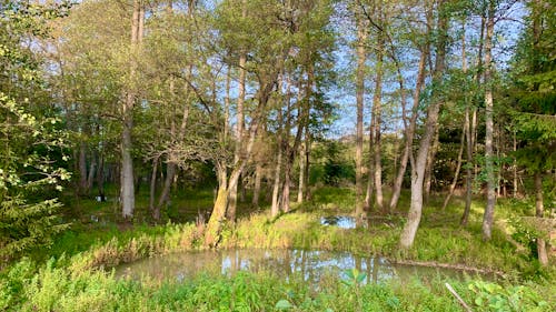 Landscape of a Forest on Wetland