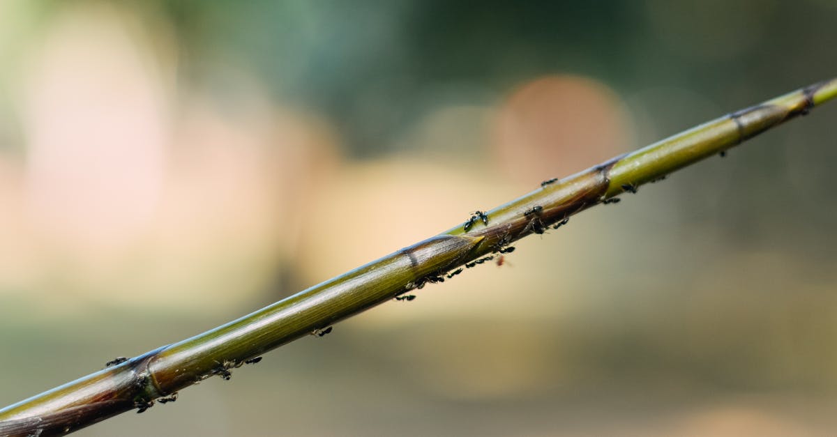 Small insects brown ants living in colony crawling on branch of tree growing in nature