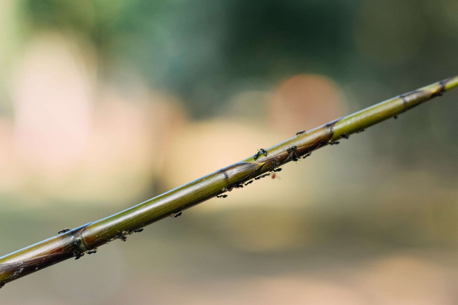 Small insects brown ants living in colony crawling on branch of tree growing in nature