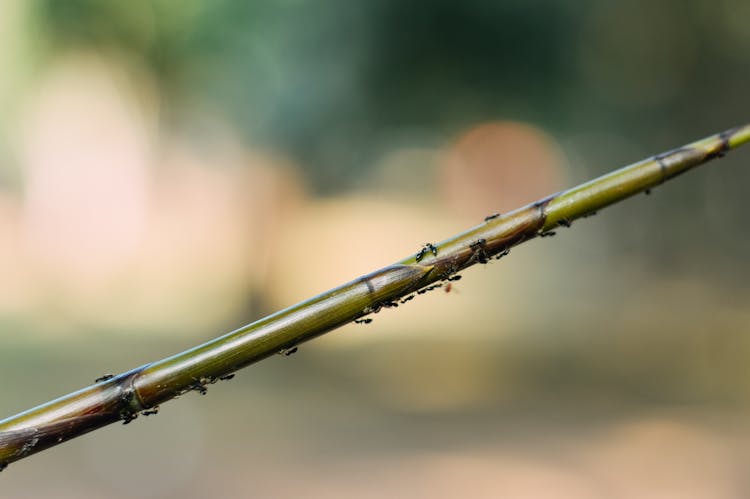 Army Of Ants On Green Stem Of Tree